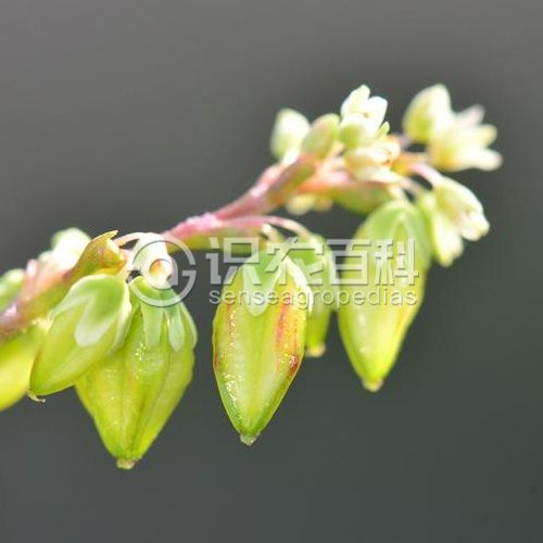 柑橘黄叶症状示例5