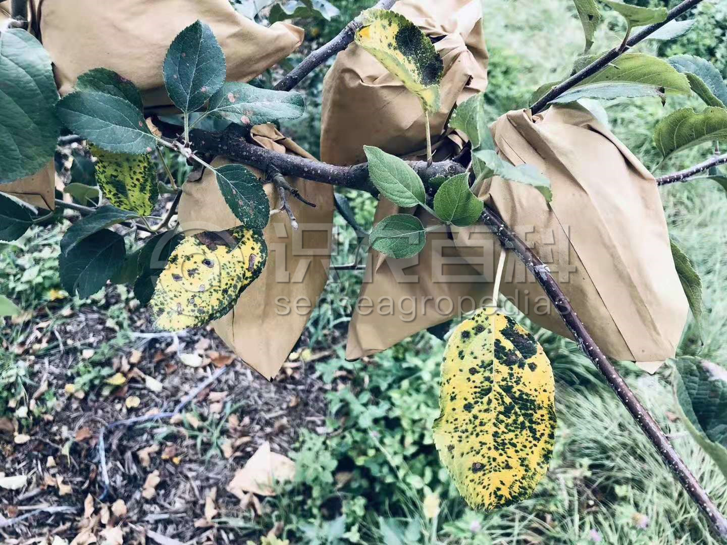 柑橘黄叶症状示例1