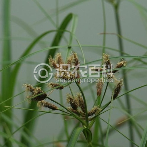 柑橘黄叶症状示例1