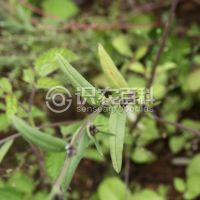 柑橘黄叶症状示例0