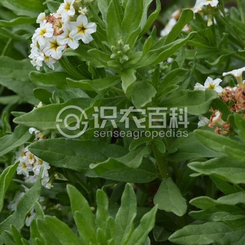 柑橘黄叶症状示例2