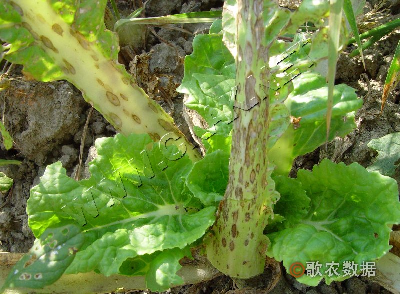 柑橘黄叶症状示例3