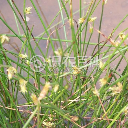 柑橘黄叶症状示例3