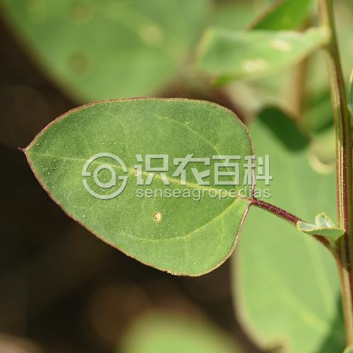 柑橘黄叶症状示例3