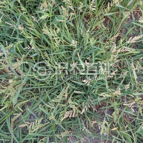 ���ٻ�Ҷ֢״ʾ��2