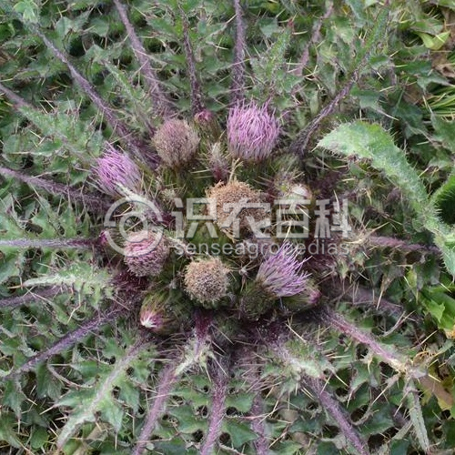 柑橘黄叶症状示例2