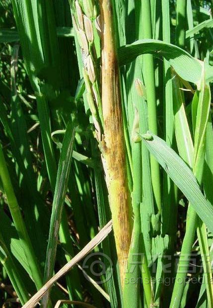 柑橘黄叶症状示例1