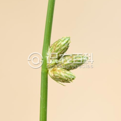 柑橘黄叶症状示例1