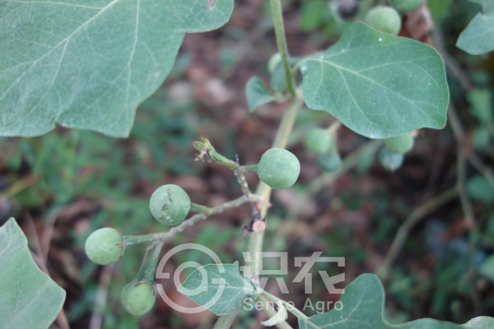 柑橘黄叶症状示例3