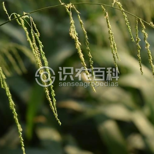 柑橘黄叶症状示例2