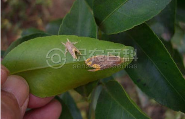 柑橘黄叶症状示例2