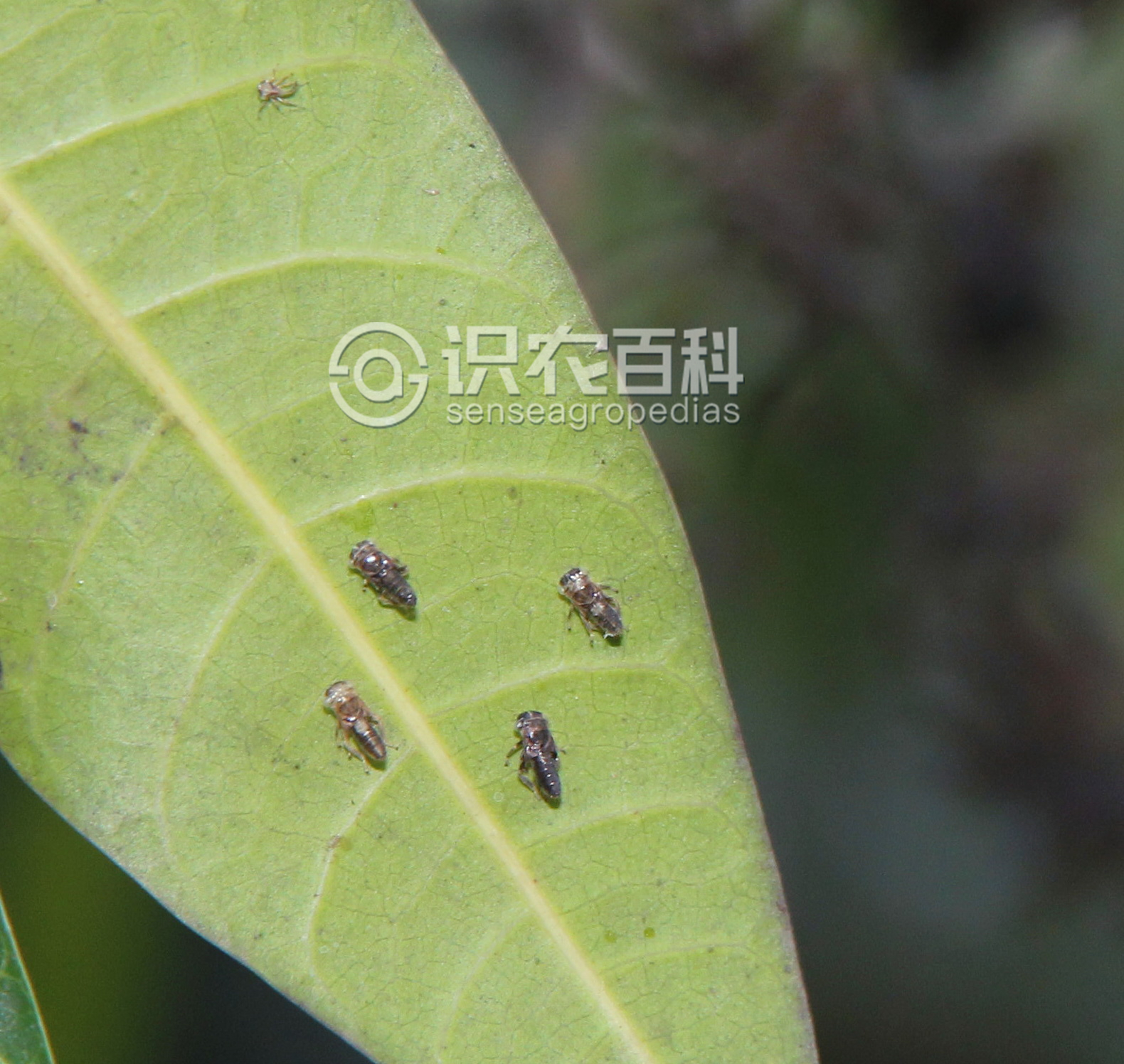 柑橘黄叶症状示例1