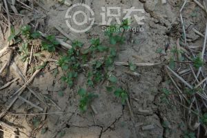 柑橘黄叶症状示例0
