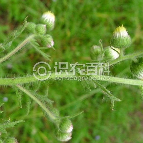 柑橘黄叶症状示例2