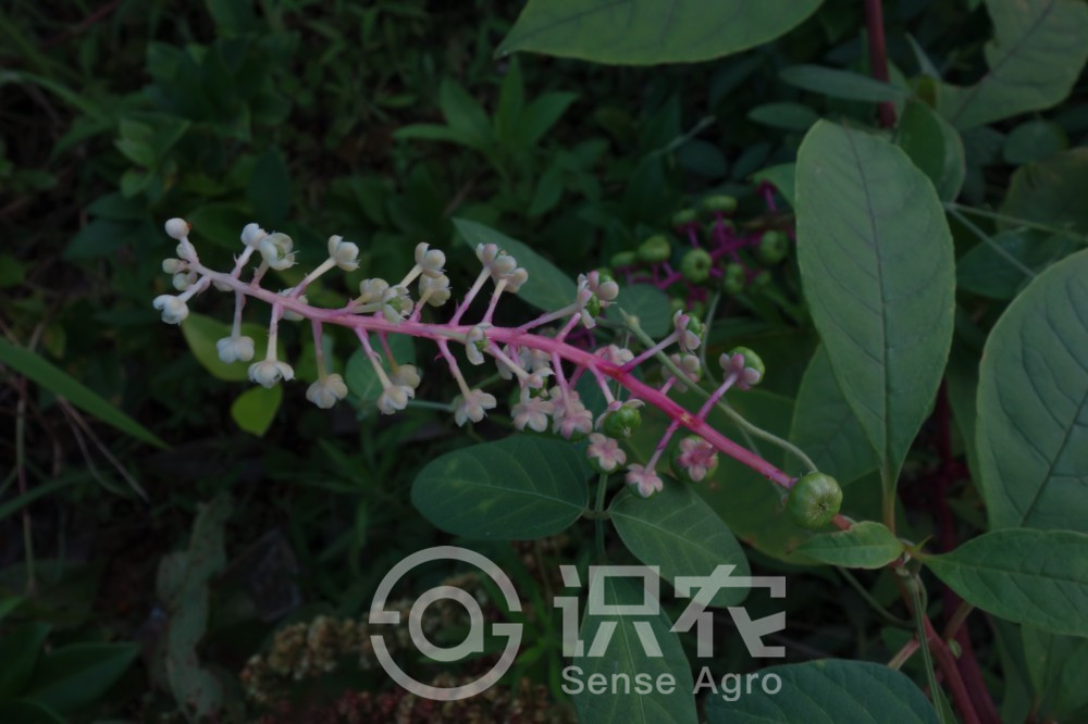 柑橘黄叶症状示例4