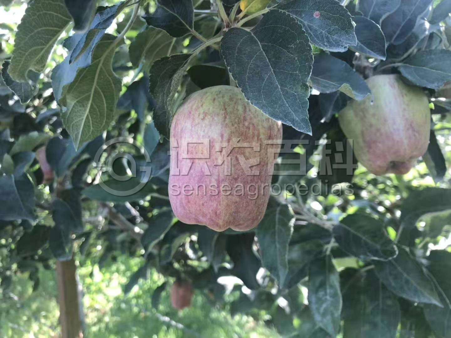 柑橘黄叶症状示例3