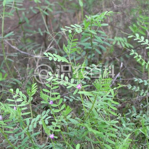 柑橘黄叶症状示例3