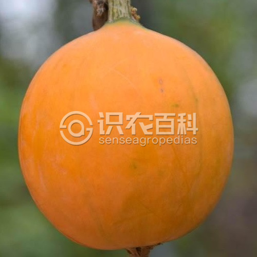 柑橘黄叶症状示例4