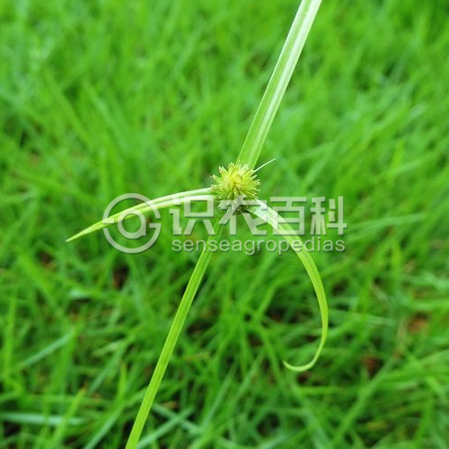 柑橘黄叶症状示例1