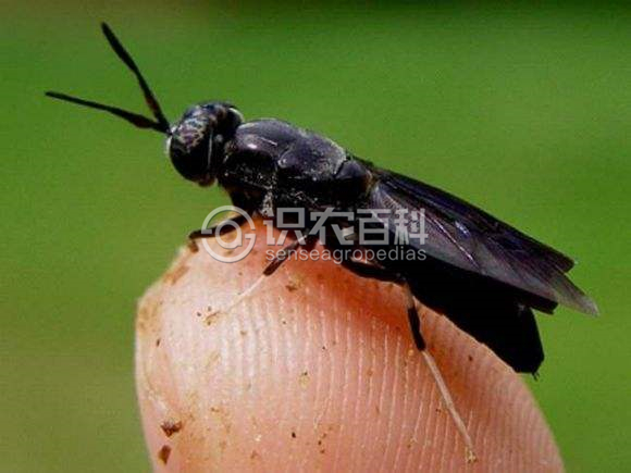 柑橘黄叶症状示例2