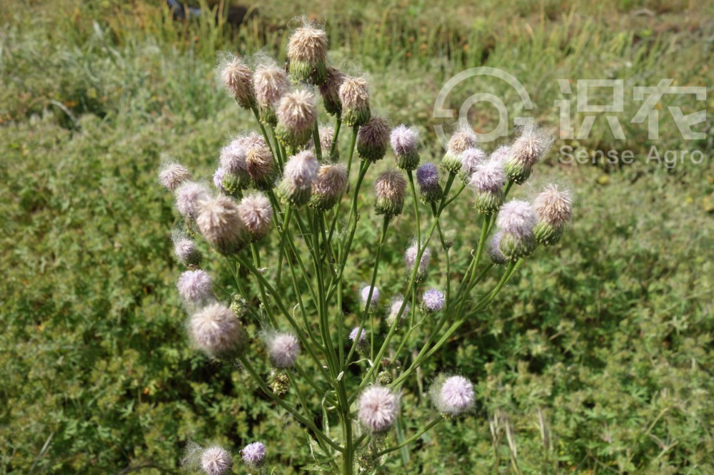 柑橘黄叶症状示例1