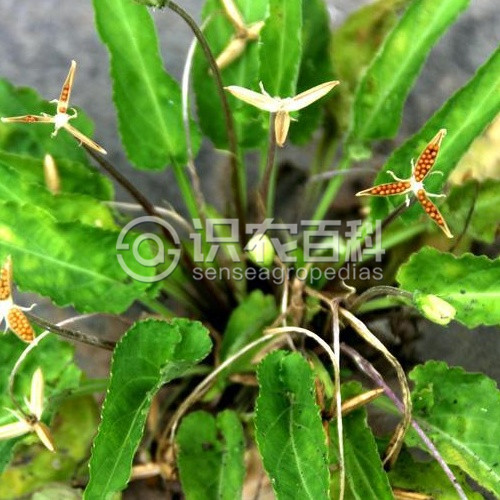 柑橘黄叶症状示例3