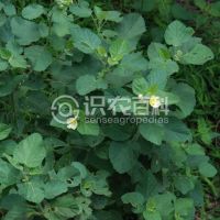 柑橘黄叶症状示例0