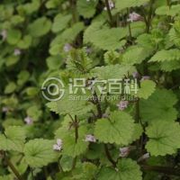 柑橘黄叶症状示例0