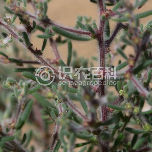 柑橘黄叶症状示例4