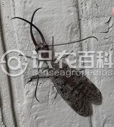 柑橘黄叶症状示例1