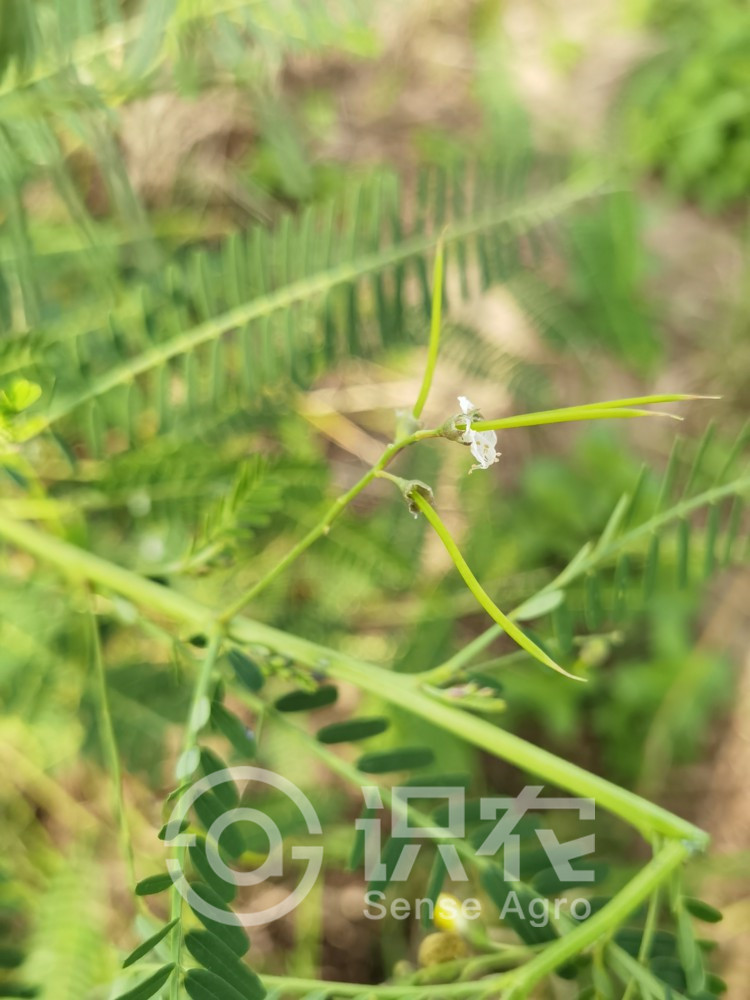 柑橘黄叶症状示例4