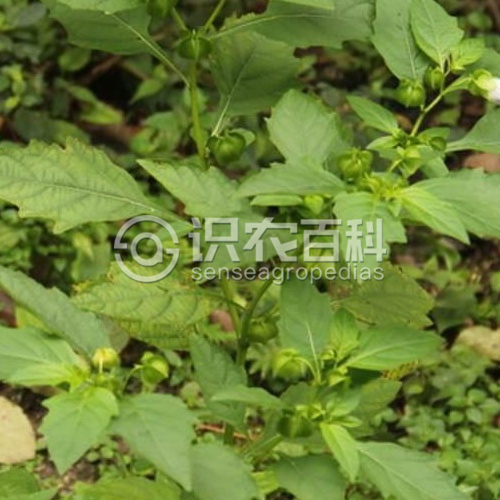 柑橘黄叶症状示例3