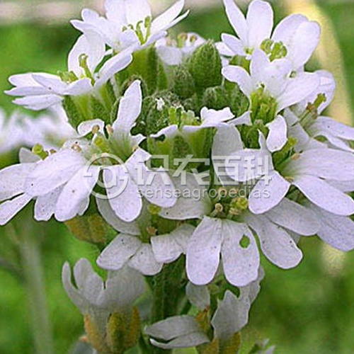 柑橘黄叶症状示例3