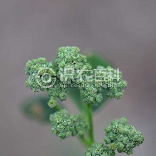 柑橘黄叶症状示例4