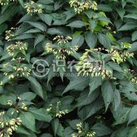 柑橘黄叶症状示例0