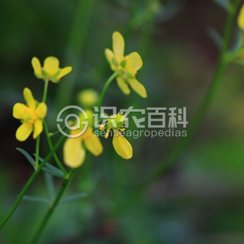 柑橘黄叶症状示例2