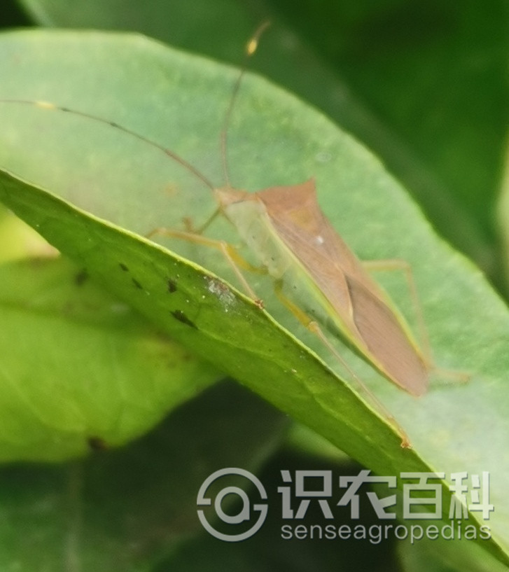 柑橘黄叶症状示例2