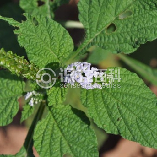 柑橘黄叶症状示例3