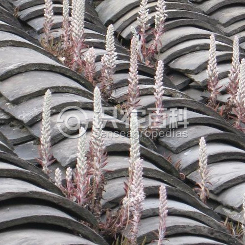 柑橘黄叶症状示例1