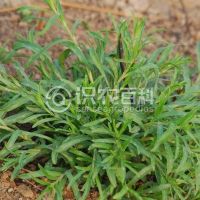 柑橘黄叶症状示例0