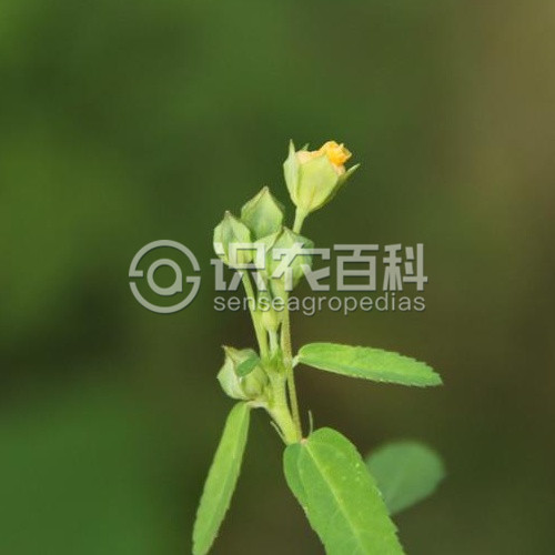 柑橘黄叶症状示例2