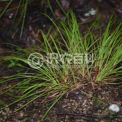 柑橘黄叶症状示例2