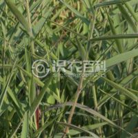 柑橘黄叶症状示例0