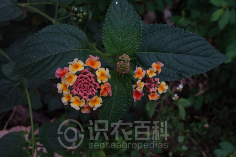 柑橘黄叶症状示例2