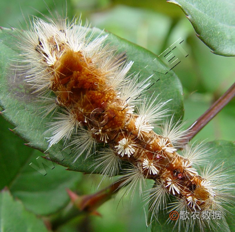 柑橘黄叶症状示例0