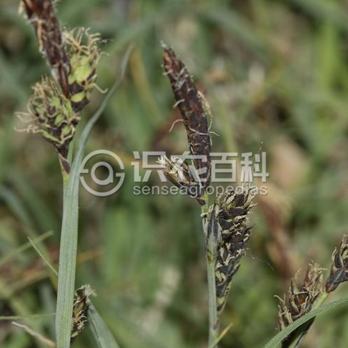 柑橘黄叶症状示例3