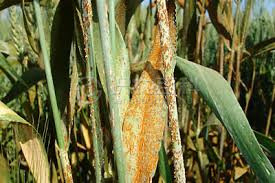 柑橘黄叶症状示例2