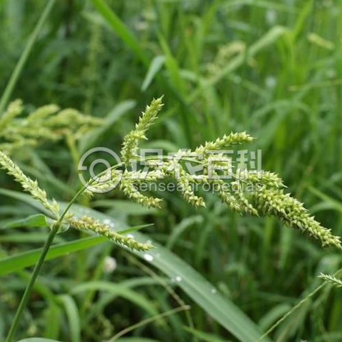 柑橘黄叶症状示例1