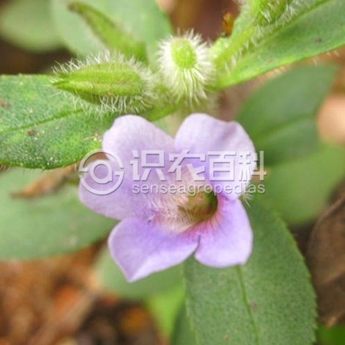 柑橘黄叶症状示例3