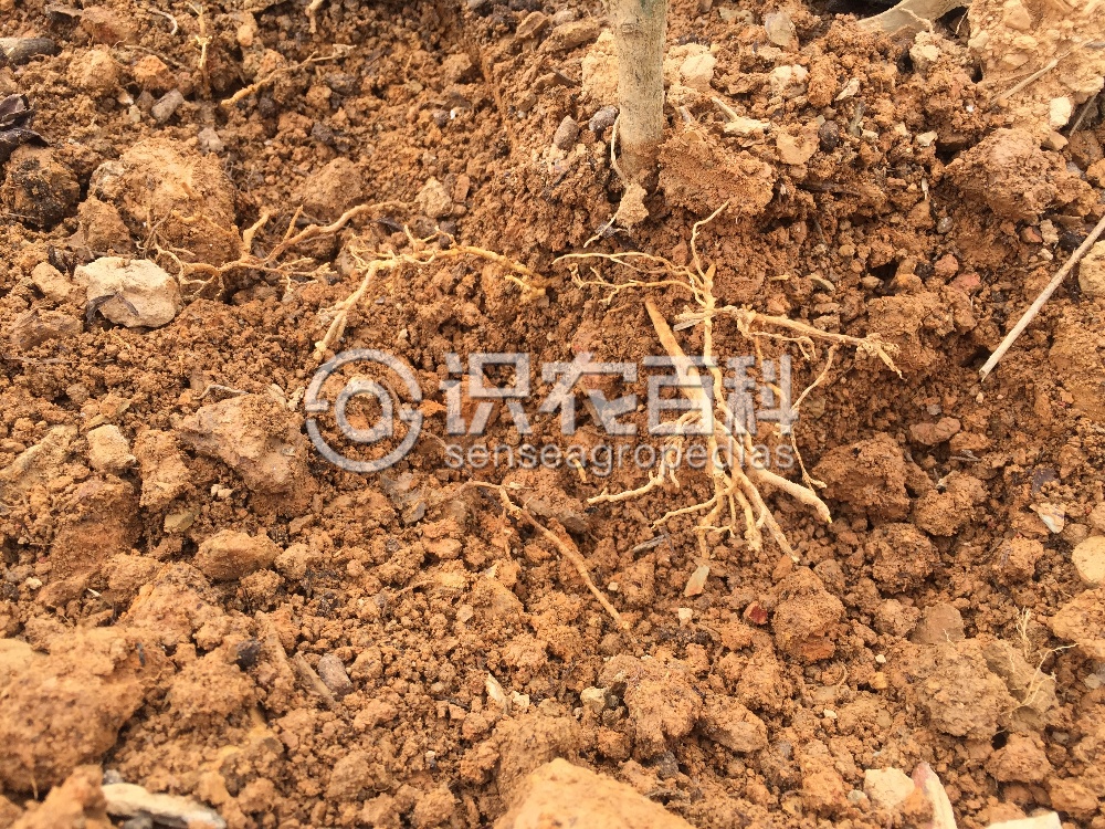 柑橘黄叶症状示例4